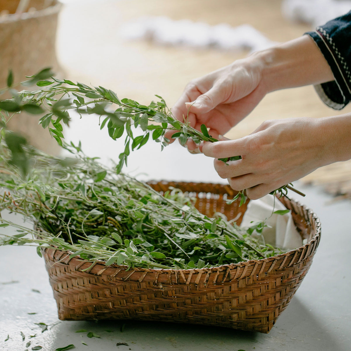 Hände sortieren frisch geerntete Kräuterzweige in einem geflochtenen Weidenkorb – traditionelle Sommerernte von Heilkräutern